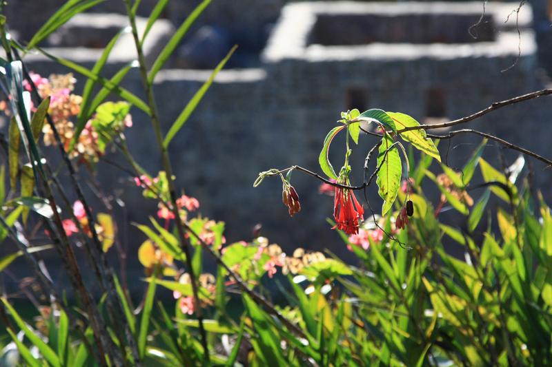 569-Machupicchu,11 luglio 2013.JPG